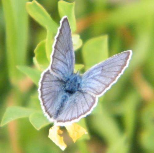 Réf. 309 077 : Cyaniris semiargus